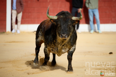 Fontanar vuelve a marcar el paso de la temporada taurina en la provincia (galería)