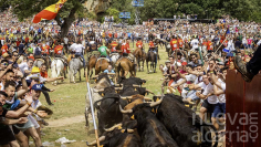 Campo Bravo Alcarreño estará al frente del emblemático encierro de La Saca de Soria un año más