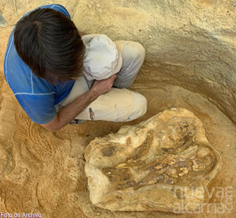 El hallazgo de 40 dientes de dinosaurio en Algora reescribe la ruta de estos animales en hemisferio norte