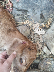 APAG pide a la Junta una prima para compensar a los ganaderos de zonas con lobo y evitar pérdida de rentabilidad