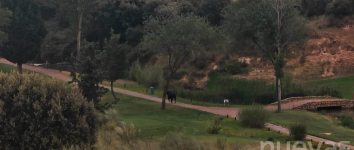 Un toro del encierro por el campo se ´cuela´ en el campo de golf de Cabanillas