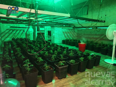 Detenidos cinco integrantes de un grupo dedicado al cultivo de marihuana en El Clavín
