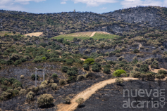 Los ingenieros agrónomos ofrecen su colaboración para evaluar los daños por los incendios y acelerar la recuperación