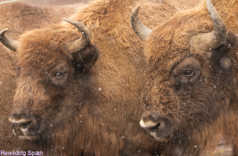 El retén de GEACAM salva a los bisontes de El Recuenco durante el incendio
