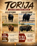 Torija presenta los toros de sus encierros por el campo para las fiestas de 2026