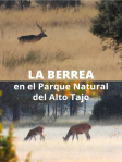 La berrea  en Guadalajara arranca en  el Alto Tajo 