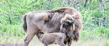 Nace, en El Recuenco, la primera cría de bisonte europeo del Alto Tajo