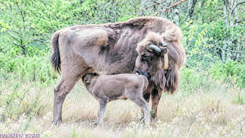 Nace, en El Recuenco, la primera cría de bisonte europeo del Alto Tajo