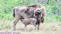 Nace, en El Recuenco, la primera cría de bisonte europeo del Alto Tajo