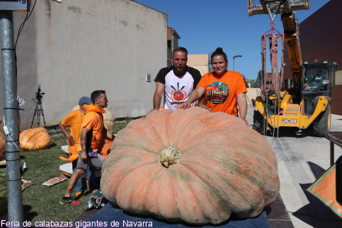 Marchamalo alardea de calabazas gigantes, este martes, y te las puedes llevar a casa ... un trozo 