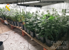 La Guardia Civil desarticula un grupo criminal dedicado al cultivo indoor de cannabis en Madrid y Guadalajara