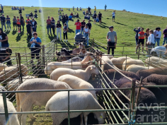 Orgullo ganadero en la Sierra Norte en una nueva Feria del Ganado de Cantalojas 