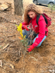 Más de 60 voluntarios plantan 770 árboles en Valverde de los Arroyos para recuperar el bosque de la Sierra Norte