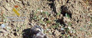 El Seprona investiga a una persona por la muerte de un halcón peregrino en Guadalajara